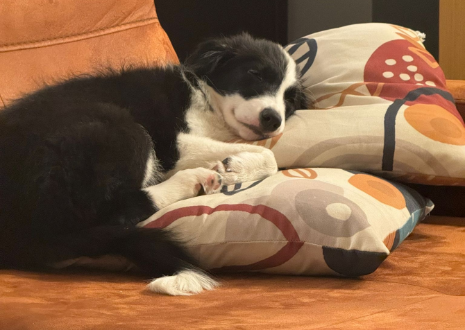 5 aylık b scrli dişi border collie